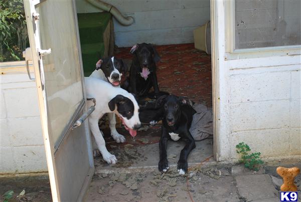 Dogs - Great Dane