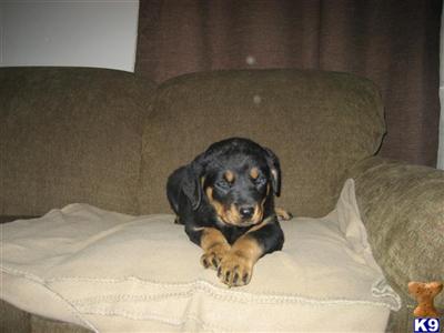 Rottweiler Puppies in IN