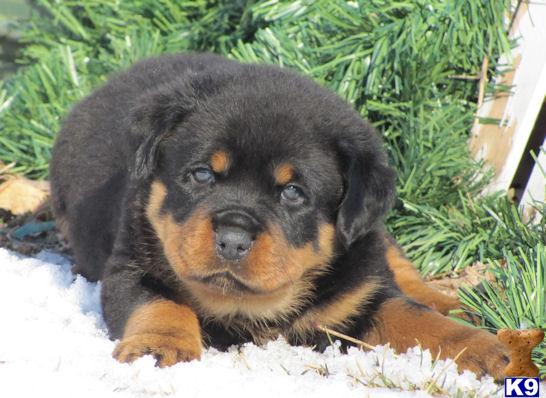 Rottweiler Puppies
