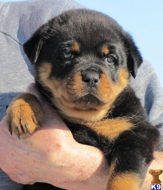 Puppies in MO