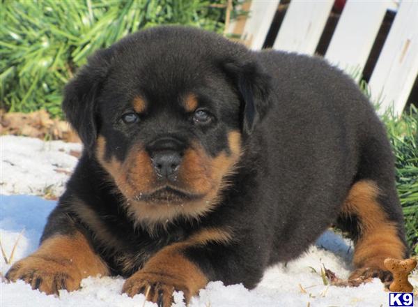 Rottweiler Puppies