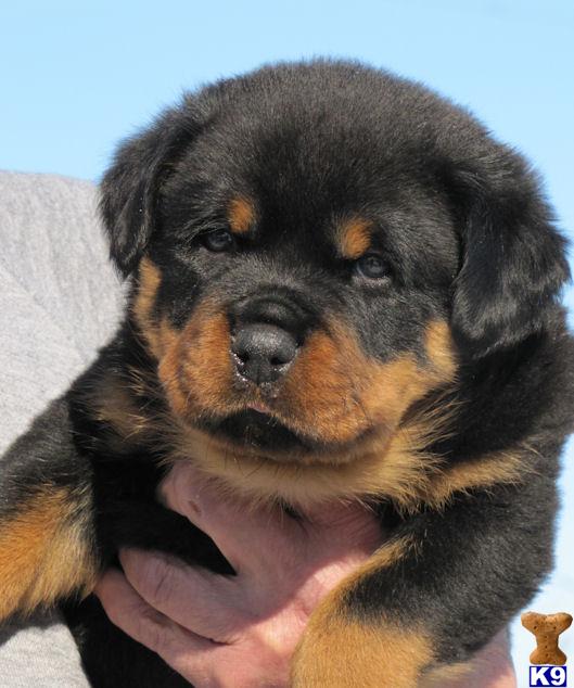 Puppies in MO