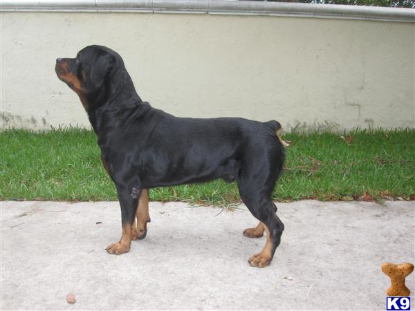 Dogs - Rottweiler
