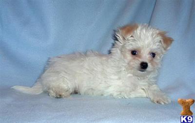 Maltipoo Puppies for Sale