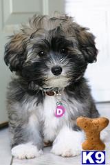 Havanese Puppies for Sale