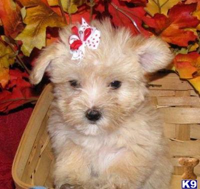 Maltipoo Puppies for Sale