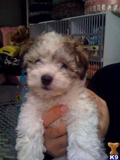 Havanese Puppies for Sale