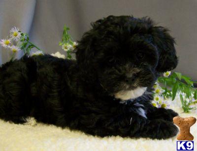 Havanese Puppies for Sale