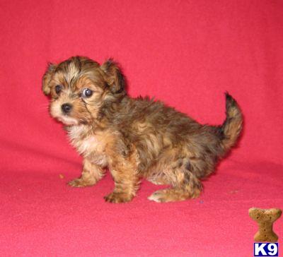 Maltipoo Puppies for Sale