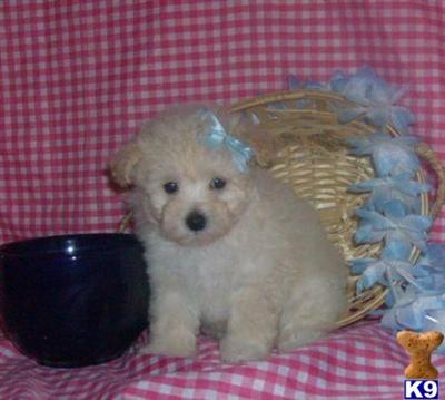 Maltipoo Puppies for Sale