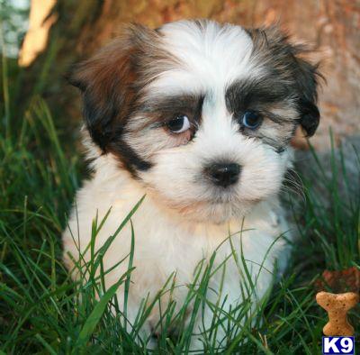Bichon Frise Puppies for Sale