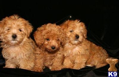 Puppies in NY