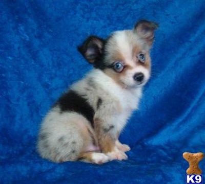 Australian Shepherd Puppies for Sale