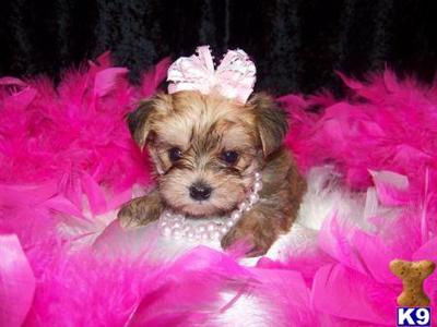 Maltipoo Puppies on Maltipoo Puppies