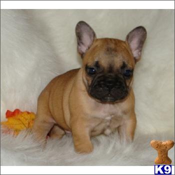 French Bulldog Puppies