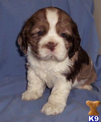 Cocker Spaniel Puppies for Sale
