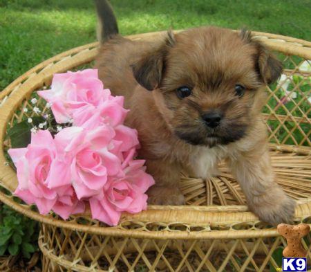 Puppies in NY
