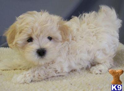 Maltipoo Puppies