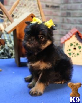 Brussels Griffon Puppies for Sale