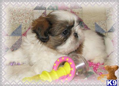 Maltese+shih+tzu+mix+puppies+for+sale+in+pa