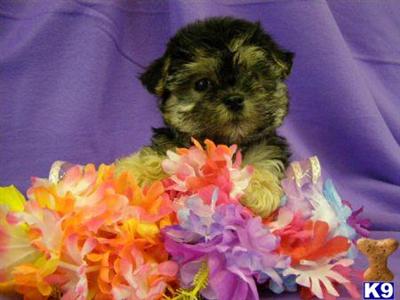 Puppies in NY