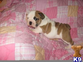English Bulldog Puppies for Sale