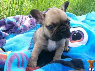 French Bulldog Puppies for Sale