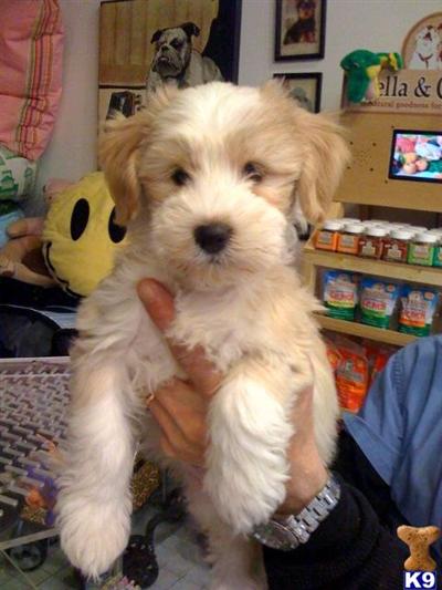 Tibetan Terrier Puppies for Sale