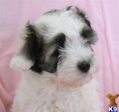 Havanese Puppies for Sale