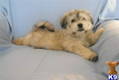 havanese puppies in
