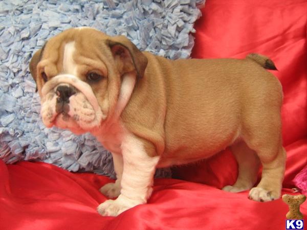 Bulldog Puppies