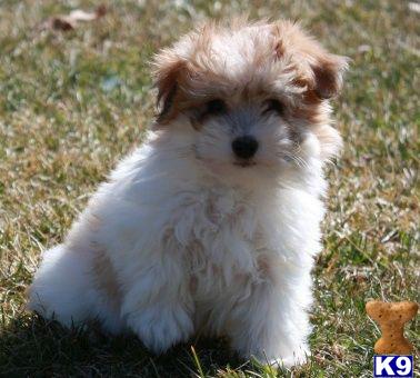 Coton De Tulear Puppies