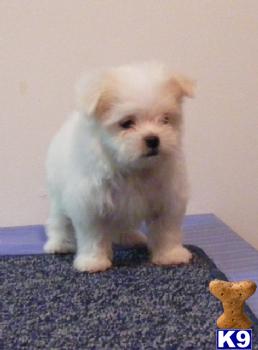 Maltipoo Puppies