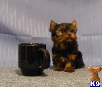 Yorkshire Terrier Puppies for Sale