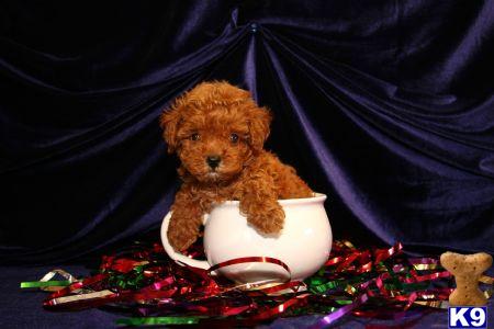 Micro Maltipoo