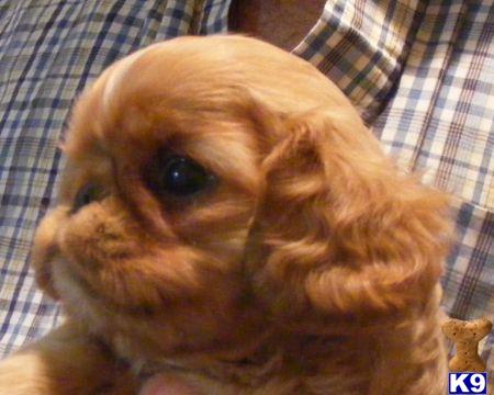 Puppies in NY