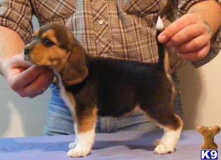 Beagle Puppies