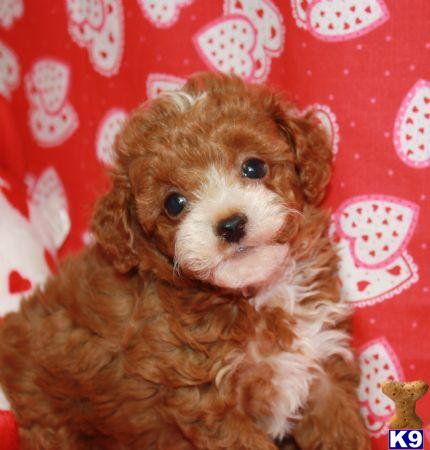 Maltipoo Puppies on Maltipoo Puppies