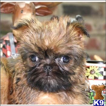 Brussels Griffon Puppies on Brussels Griffon Puppies For Sale In The New York Area 631 923 3111