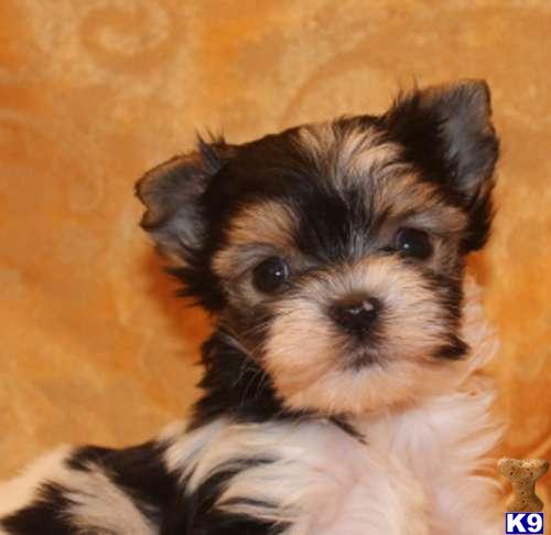 Puppies in NY