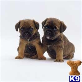 Border Terrier Puppies