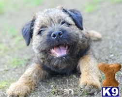 Puppies for Sale