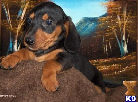 Dachshund Puppies
