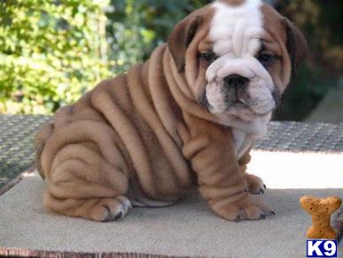 English Bulldog Puppies