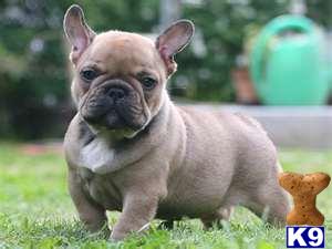 French Bulldog Puppies