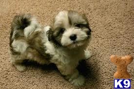Havanese Puppies