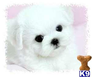 Maltese Puppies
