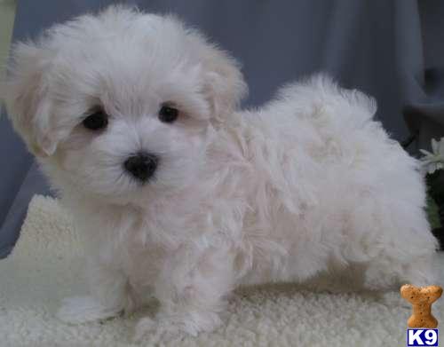 Puppies in NY