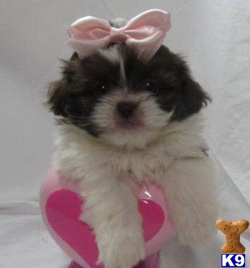 Puppies in NY