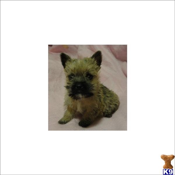 Puppies for Sale